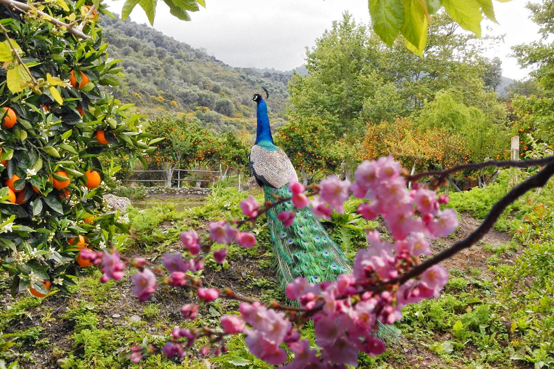 The-Botanical-Park-Gardens-of-Crete-bestcretedestinations-8